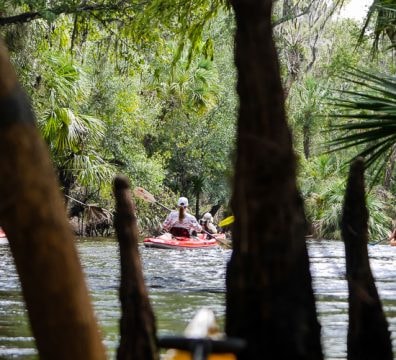 Kayakers on the Alafia River through Cypress Roots