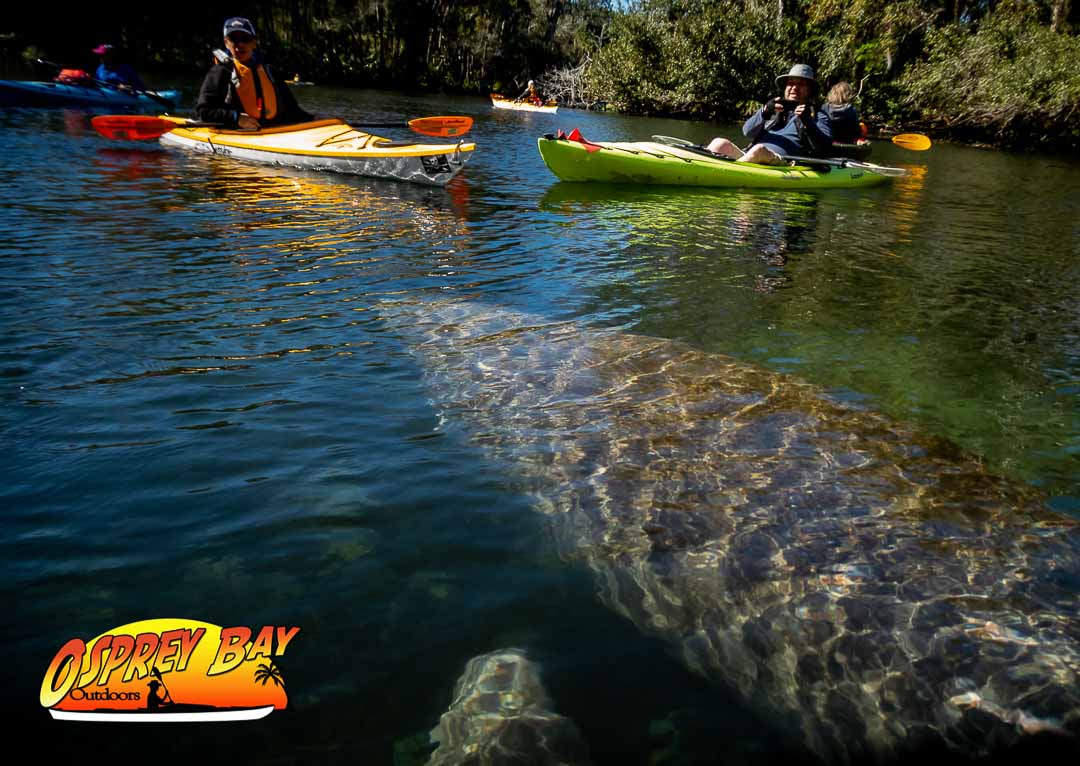 Chassahowitzka River Paddle Trip Feb 2020 Pictures