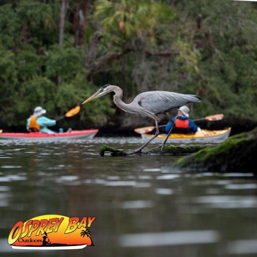 Chassahowitzka River Paddle Trip Feb 2022