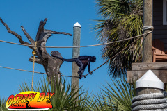 homosassa-2026-11