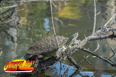 Homosassa-March2023-70