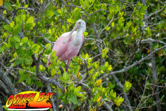 anclote-river-2023-112