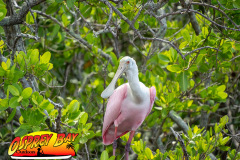 anclote-river-2023-114