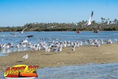 weeki-wachee-2023-9